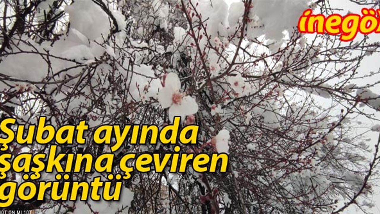 Erken çiçek açan meyve ağaçları kar altında kaldı