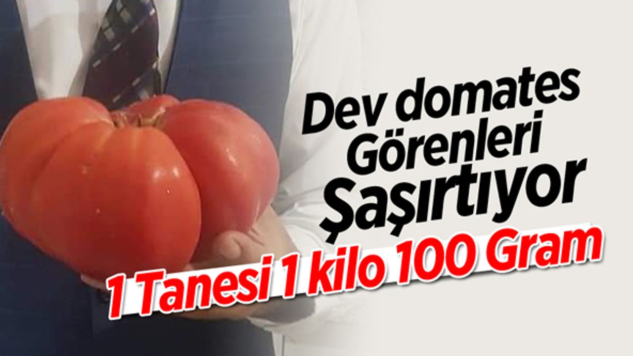 İnegöl'de dev domates görenleri şaşırtıyor