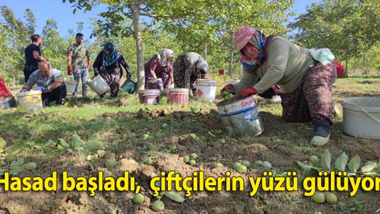 Hasadına başlanan ceviz, çiftçilerin yüzünü güldürdü