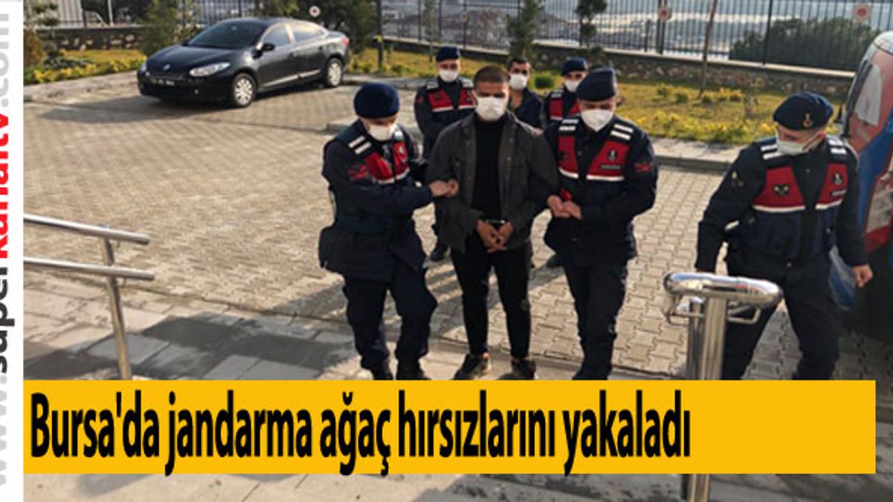Bursa'da jandarma ağaç hırsızlarını yakaladı