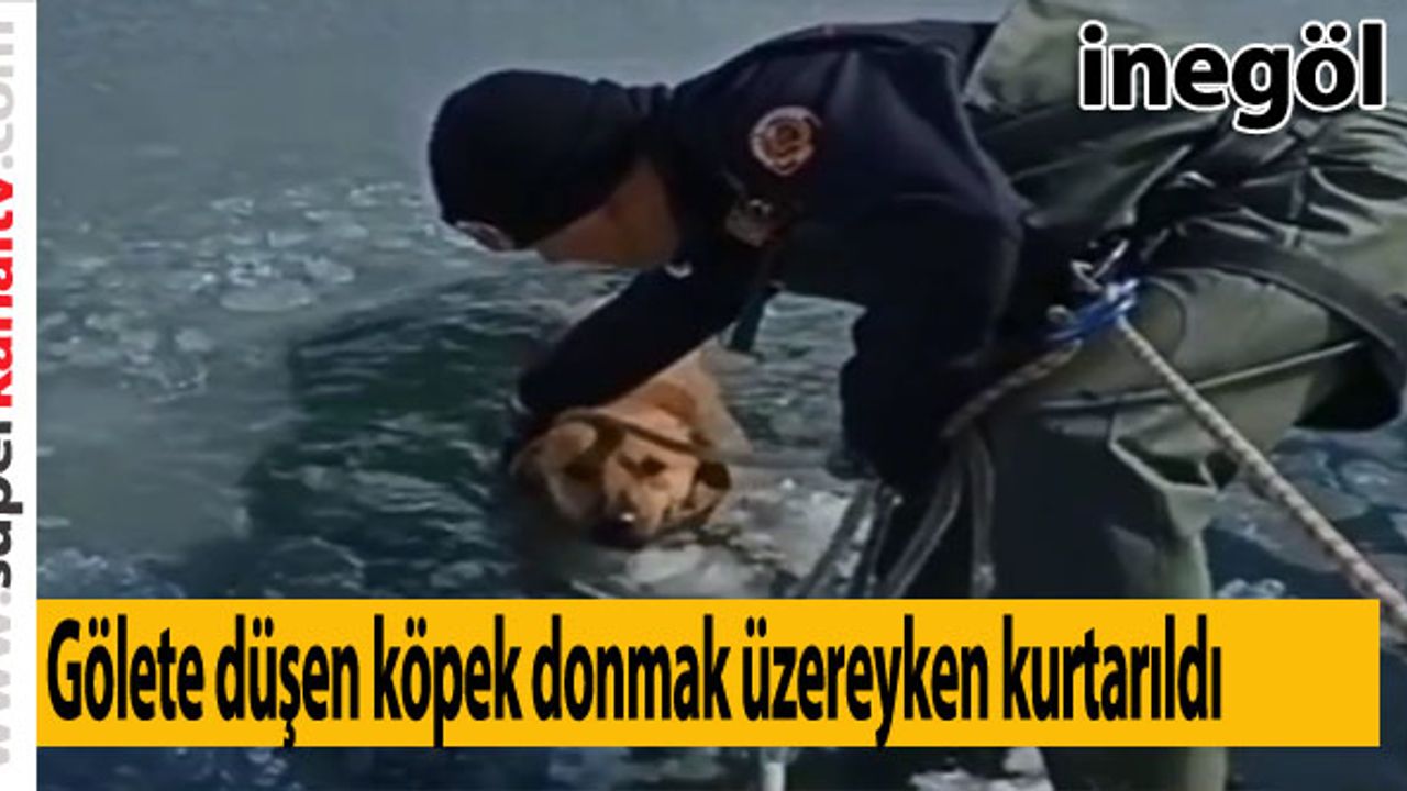Gölete düşen köpek donmak üzereyken kurtarıldı