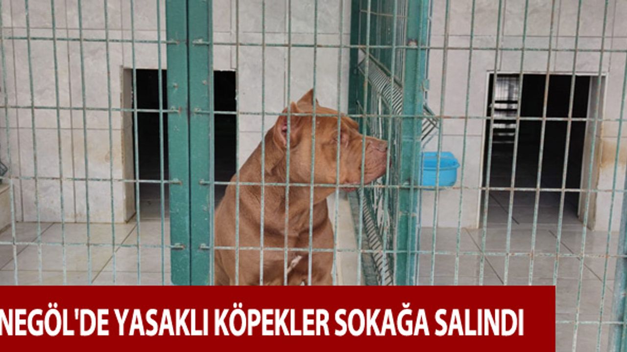 İnegöl'de katil köpekler sokağa salındı 