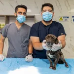 Mersin Büyükşehir'den can dostlara şefkat eli