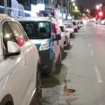 Trafiği durdurup ördeği kurtardılar