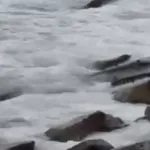 Akçakoca'yı hareketlendiren cisim!