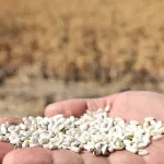 Bursa Nilüfer'de kuru tarıma alternatif ürün... 'Aspir' hasadı yapıldı