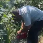 Fındık üreticisi isyan etti, bahçesindeki ağaçları kesti!