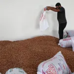 Kandıra'nın fındığı Kocaeli Büyükşehir güvencesinde