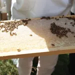 Ordu'da bal hasadı bereketi