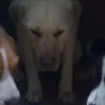 Pati Evi kaçakları pişmanlıkla eve döndü