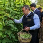 Pazaryeri Boncuğu'nda hasat vakti