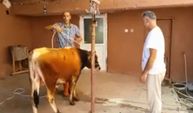 Kurban yatırma teknikleri! Kurbanlık hayvan nasıl yatırılır?