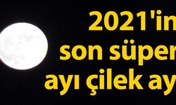 2021'in son süper ayı çilek ayı