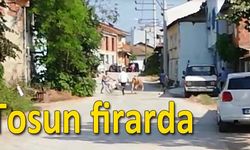 İnegöl'de kurbanlık tosun firar etti