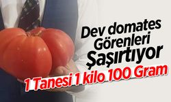 İnegöl'de dev domates görenleri şaşırtıyor