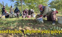 Hasadına başlanan ceviz, çiftçilerin yüzünü güldürdü