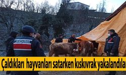 Çaldıkları büyükbaş hayvanları satarken kıskıvrak yakalandılar