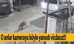 Bursa'da köpeği ezdi, arkasına bile bakmadan gitti