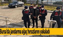 Bursa'da jandarma ağaç hırsızlarını yakaladı