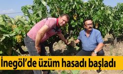 İnegöl’de üzüm hasadı başladı