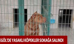 İnegöl'de katil köpekler sokağa salındı 
