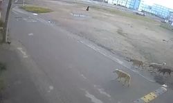 Köpeklerin yaşlı kadına saldırı anı güvenlik kamerasına yansıdı 