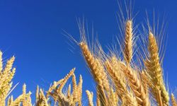 Kuraklık 'buğday'ı vurdu, fiyatlar yükselecek
