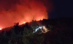Bursa Yenişehir'de orman yangını