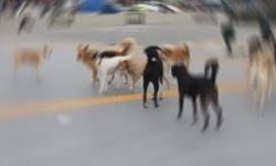 Başı boş köpekler vatandaşı tedirgin ediyor