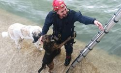 Bursa Büyükşehir ekipleri gölete düşen köpekler için seferber oldu