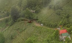 Artvin'de gökdoğan drone tarafından görüntülendi