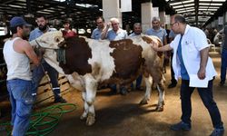 Osmangazi Belediyesinde Kurban Bayramı hazırlığı