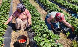 İnegöl'de kırmızı elmas hasadı başladı