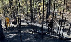 Bursa’da orman yangını! Vali Demirtaş’tan yeni açıklama…
