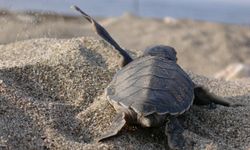 Caretta Caretta’lara hayat oluyorlar