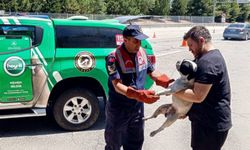 Havsa'da jandarma yaralı köpeği kurtardı