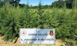 Edirne'de 49 bin 500 kök kenevire imha