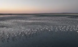 Flamingolara gözümüz gibi baktık... Uğurluyoruz!