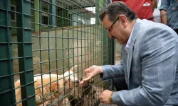 Trabzon sahipsiz köpek sorununda örnek olacak