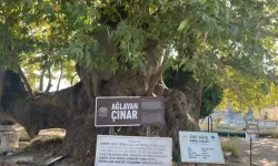 Bursa'da gözyaşı akıtan Çınar, turistlerin ilgi odağı