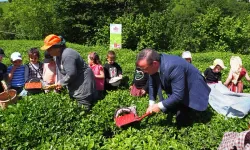 Çay hasadında çocuklarla gelenek bozulmadı
