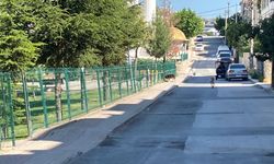 İnegöl'de Başıboş Köpek Sorunu Vatandaşları Tedirgin Ediyor
