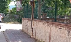 İnegöl'de Yılan Paniği! Görenler şaşkına döndü