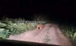 Mahalleye ayı indi vatandaş böyle çıkarıldı