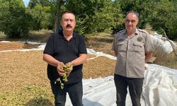 İnegöl'de Fındık Hasadı Yüz Güldürmedi