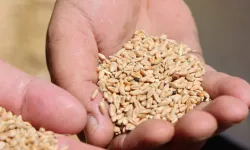 Antalya’da Halk Ekmek için buğday hasadı başladı
