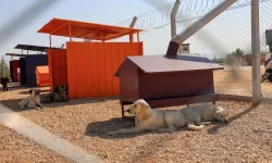 Doğal SİT'lerde hayvan bakımevleri için yeni ilke kararı!