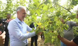 İnegöl fındığında hasat zamanı!