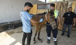 İzmir Buca’da terk edilen atlar Pako’da güvenli yaşama kavuştu