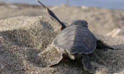 Caretta Caretta’ları Akdeniz’le buluşturuyor